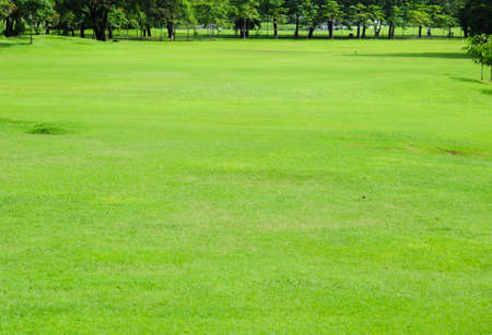 green fieldの写真素材