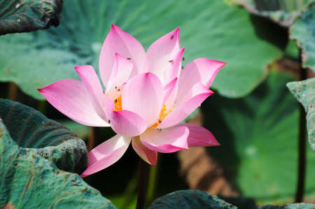 blooming of pink lotus flowerの写真素材
