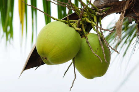 Green cocnut at treeの写真素材