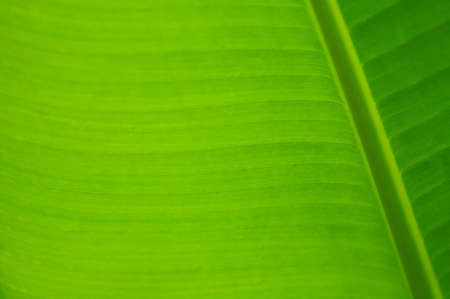 texture of green banana leafの写真素材