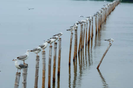 Seagull sit on bambooの写真素材
