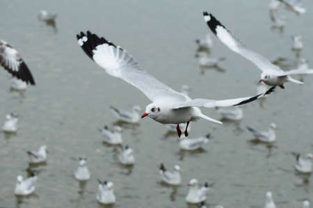 flying seagullの写真素材