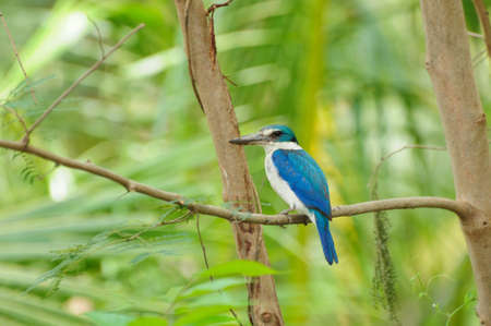 Collared Kingfisher (Halcyon chloris), Thailandの写真素材