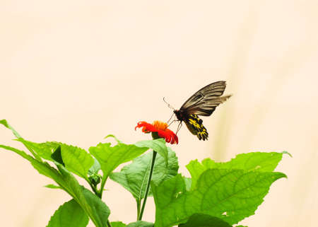 Butterfly on Cosmos flowerの写真素材