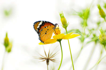Butterfly on yellow Cosmos flowerの写真素材