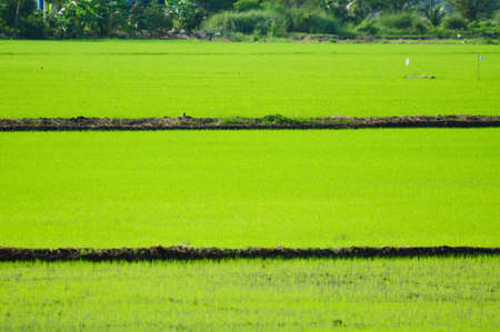 green rice field in Thailandの写真素材