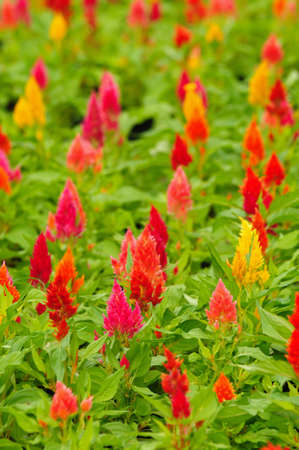 colorful of flower in the gardenの写真素材