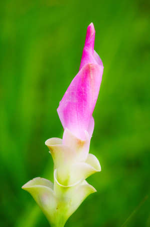 siam Tulip Flower in Thailandの写真素材