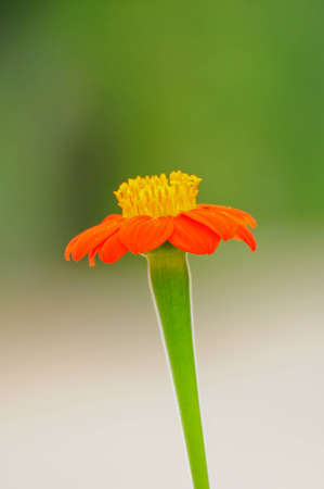 a beautiful orange cosmos flowerの写真素材