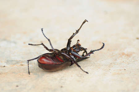 Hercules beetle, the  warrior of scarabの写真素材