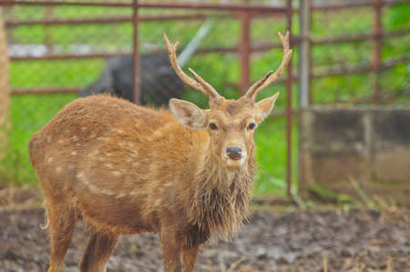 deerの写真素材