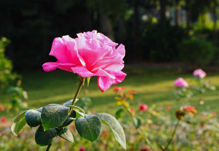 pink rose at the gardenの写真素材