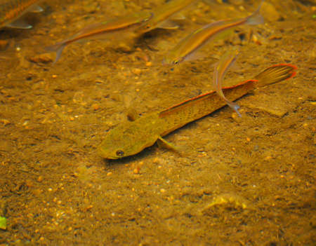 natural of fish in the riverの写真素材