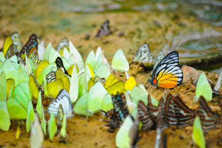 butterfly socialの写真素材