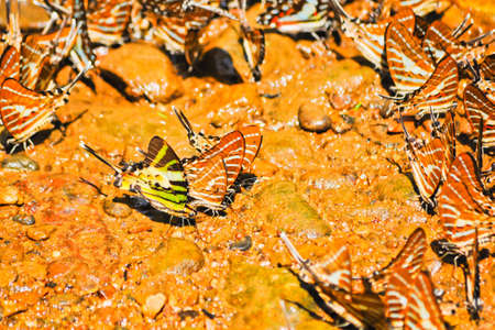 butterfly socialの写真素材