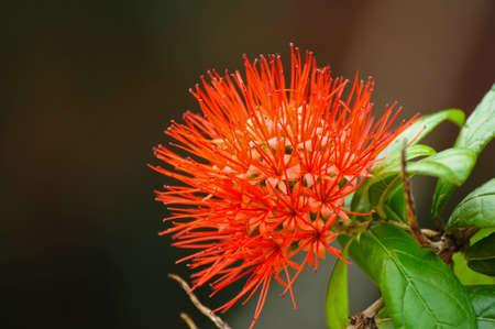 Red bottle-brush flowerの写真素材