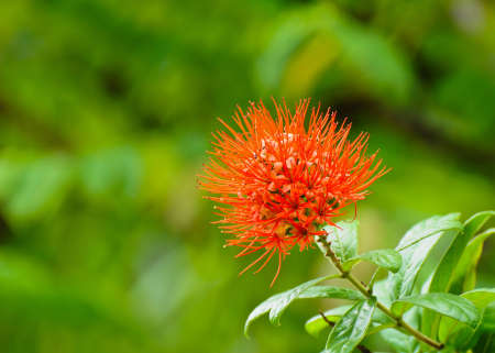 Red bottle-brush flowerの写真素材