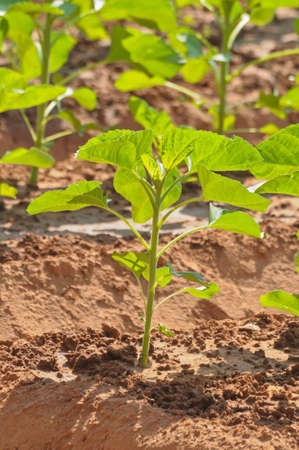 Seedlings of the same sort at farms in Thailandの写真素材