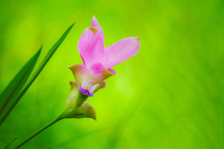 siam Tulip Flower in Thailandの写真素材