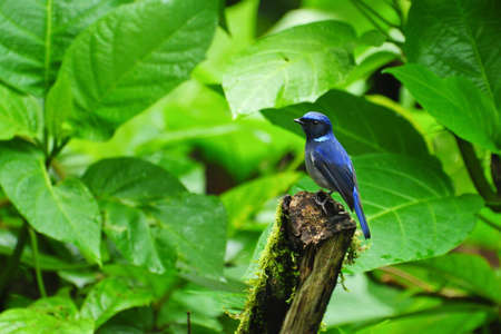 Bird in Thailand  Small Niltava の写真素材