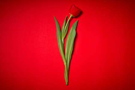 one fresh red tulip on a colored backgroundの写真素材