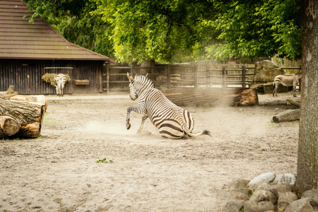 zebra gets up from the ground in a zoo in the summerの写真素材