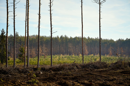 tall trees in a beautiful pine forest in an autumn morning