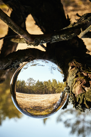 Upside down landscape of beautiful sunny forestの写真素材
