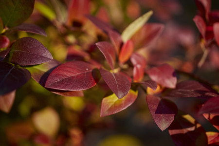 Beautiful dark red leaves in sunny forestの写真素材