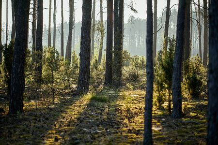 Green landscape of beautiful summer pine forest at sunrise