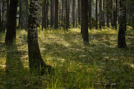 Green landscape of beautiful summer pine forest at sunrise