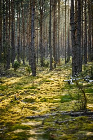 Green landscape of beautiful summer  forest at sunriseの写真素材