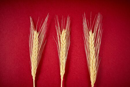 yellow beautiful rye ears on a dark red backgroundの写真素材