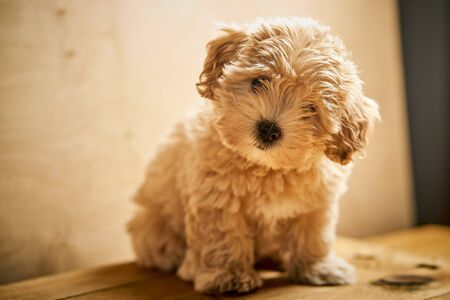 Adorable little beige puppy sits on wooden tableの写真素材