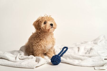 puppy playing with a toy on a towel on a white backgroundの写真素材