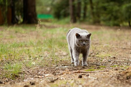 grey white cat sitting on top of a grass covered fieldの写真素材