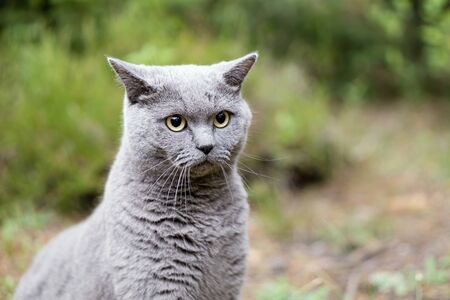 grey white cat sitting on top of a grass covered fieldの写真素材