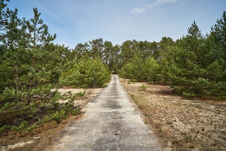 abandoned concrete road in the pine spring forestの写真素材