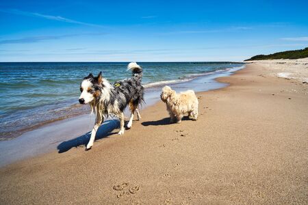 dogs run and play on the beach in summer
