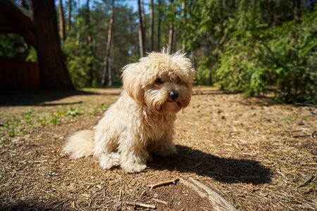little dog lies on the pine needles in the summer pine forestの写真素材