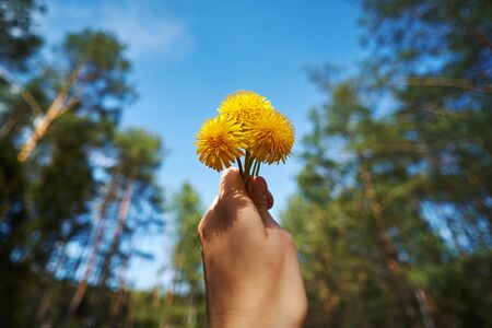 hand with a beautiful yellow field flower on the background of a pine forestの写真素材