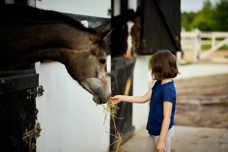 Little girl feeds a beautiful horse in the barnの写真素材