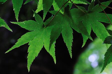Maple Leafの写真素材