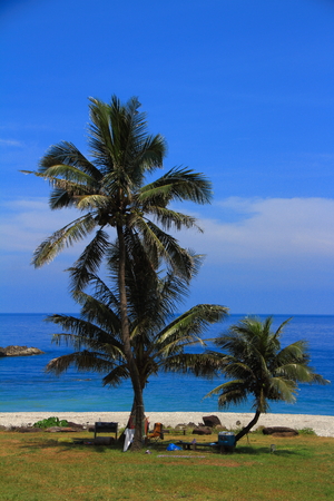 coconut treeの写真素材