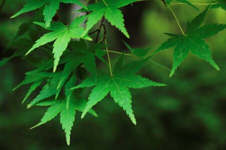 Mapleの写真素材
