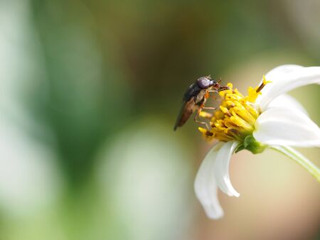 Hoverfly