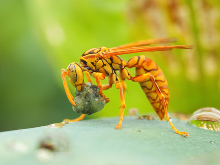 Wasp predation sceneの写真素材