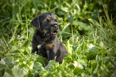 Yawning Border Terrier puppy in the green grassの写真素材