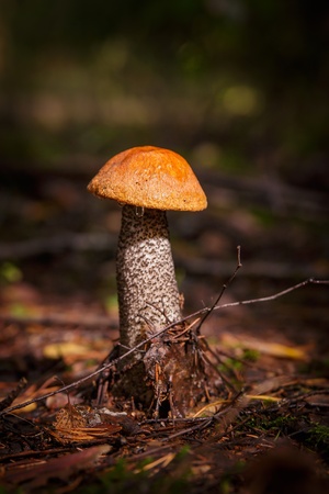 Orange-cap boletus with a drop of dew in the autumn forestの写真素材
