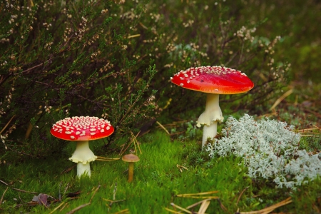 Orange fly-agaric  amanita  in the magic autumn forestの写真素材
